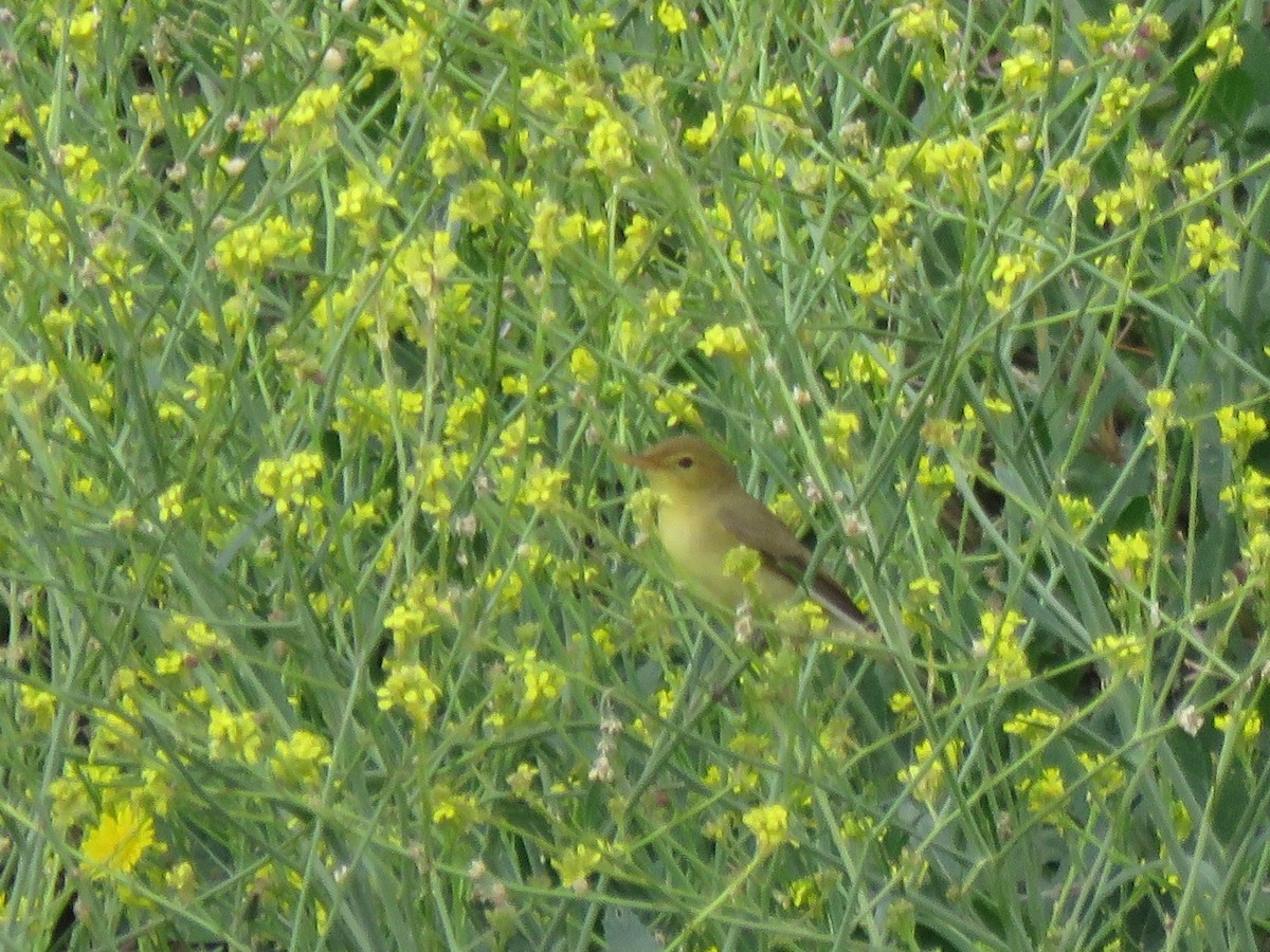 Melodious Warbler - ML617737028