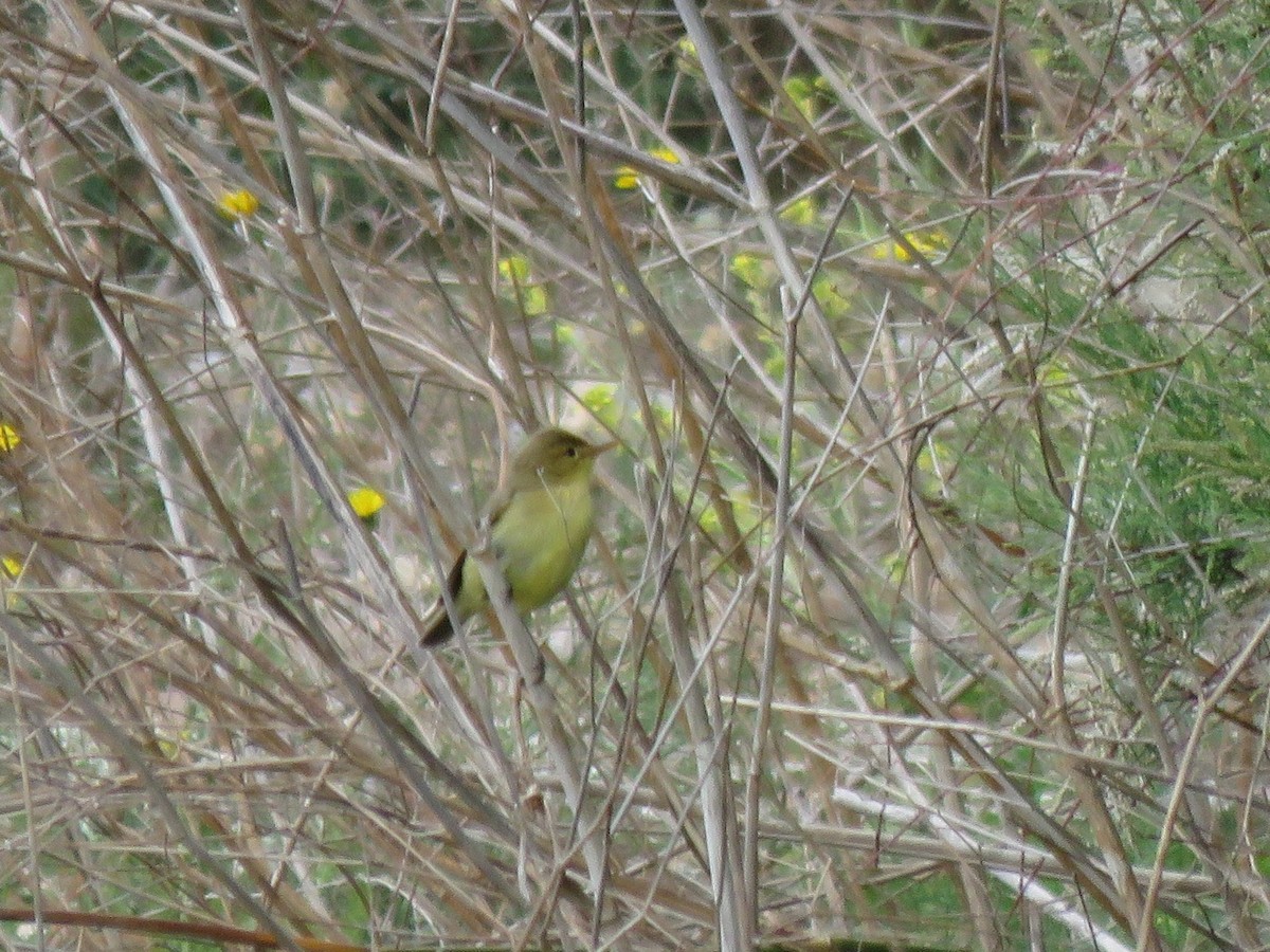 Melodious Warbler - ML617737029
