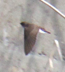 Northern Rough-winged Swallow - ML617737049