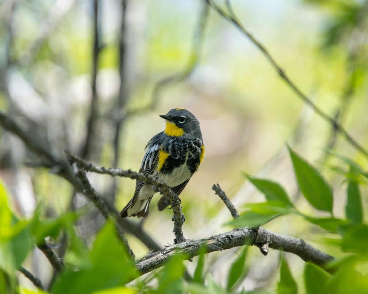 Yellow-rumped Warbler (Audubon's) - ML617737060