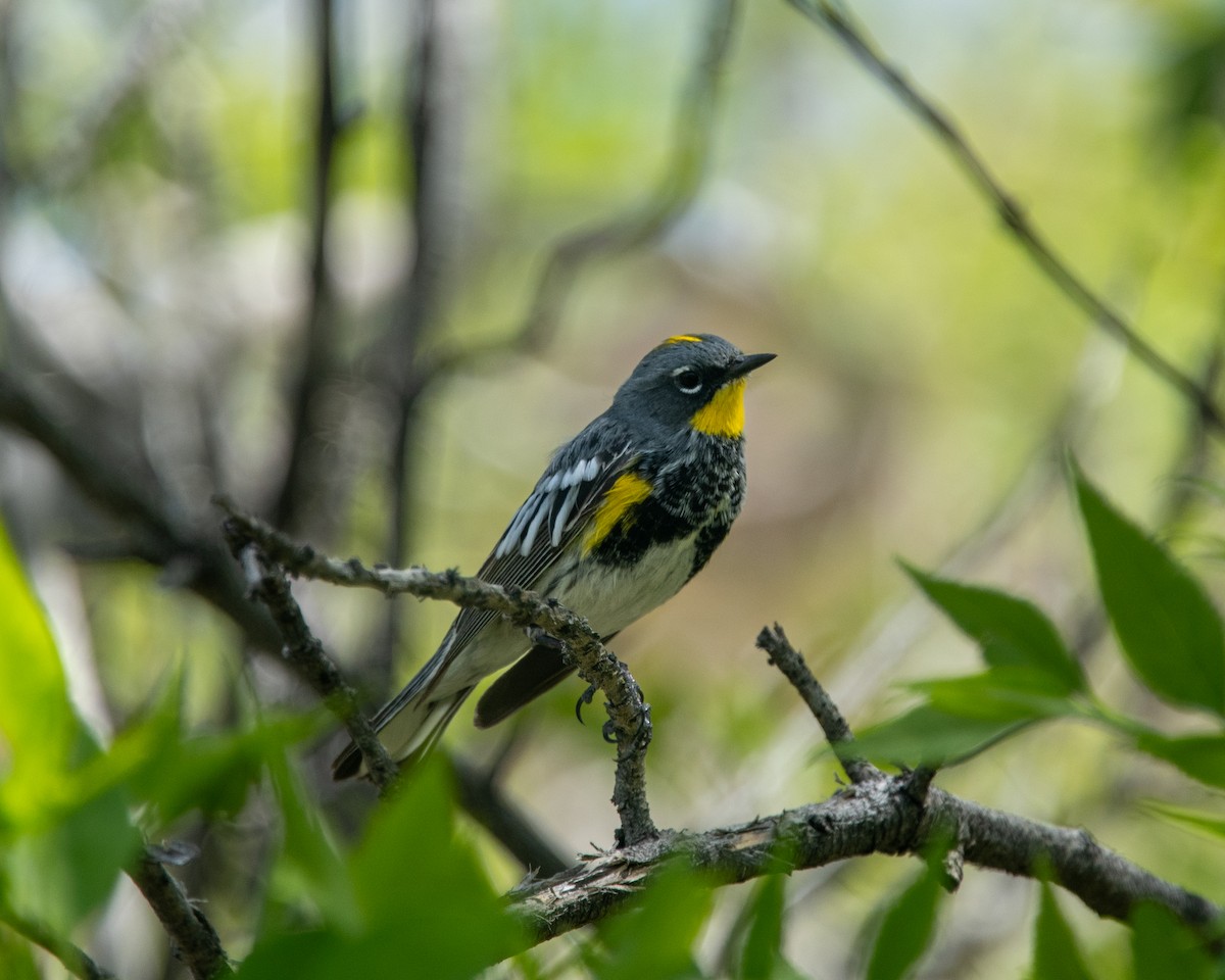 Yellow-rumped Warbler (Audubon's) - ML617737061