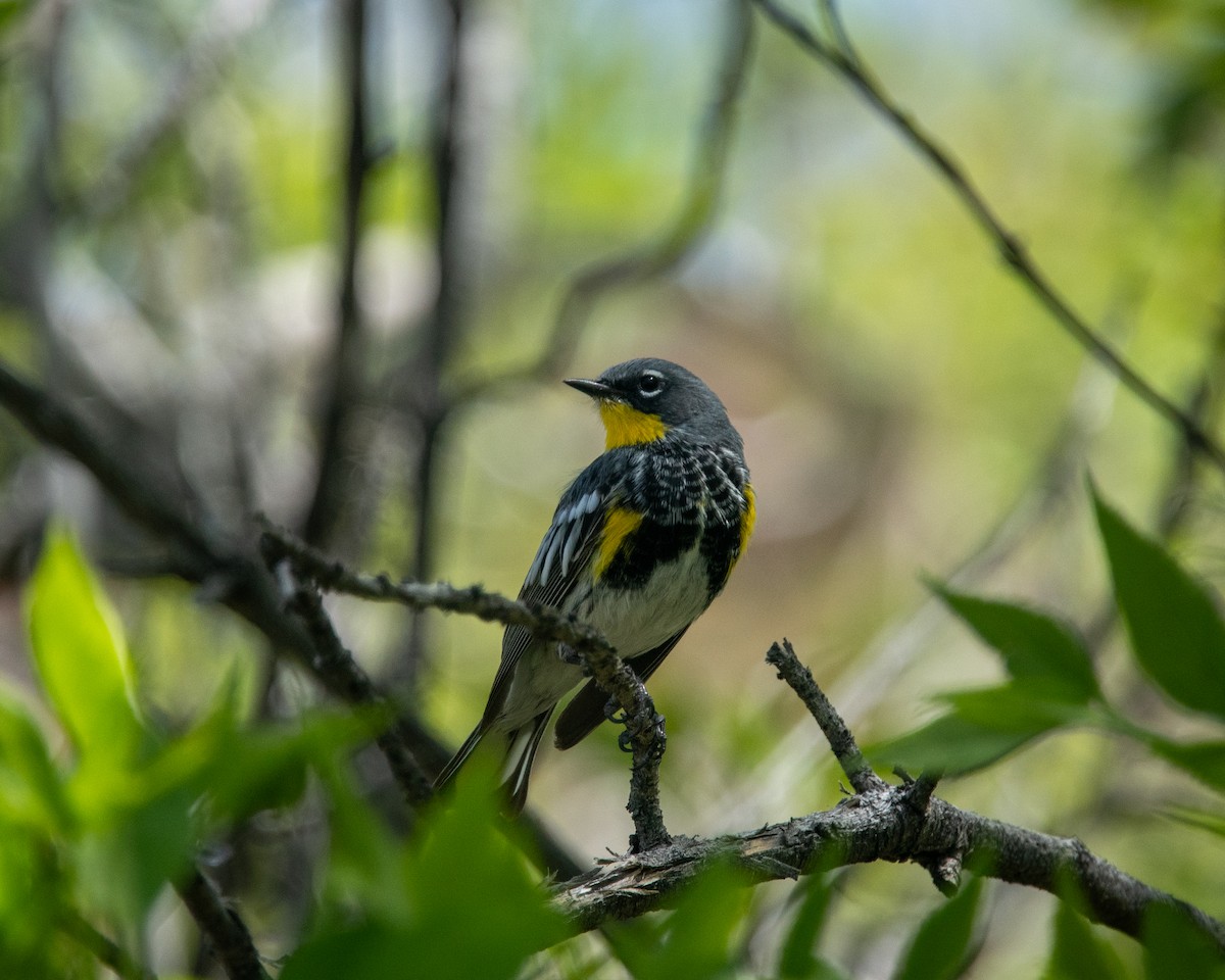 Yellow-rumped Warbler (Audubon's) - ML617737063