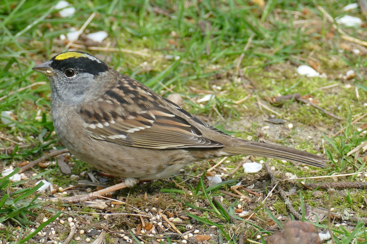 Golden-crowned Sparrow - George Heleker