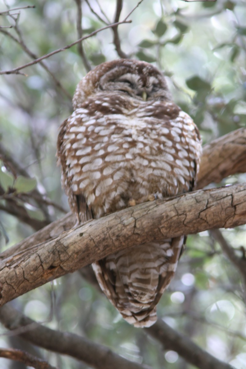 Spotted Owl (Mexican) - ML617737081