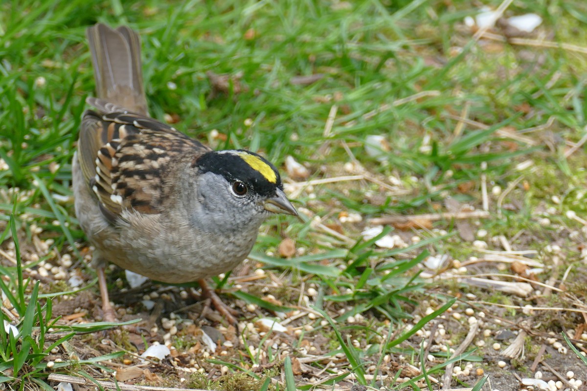 Golden-crowned Sparrow - ML617737082