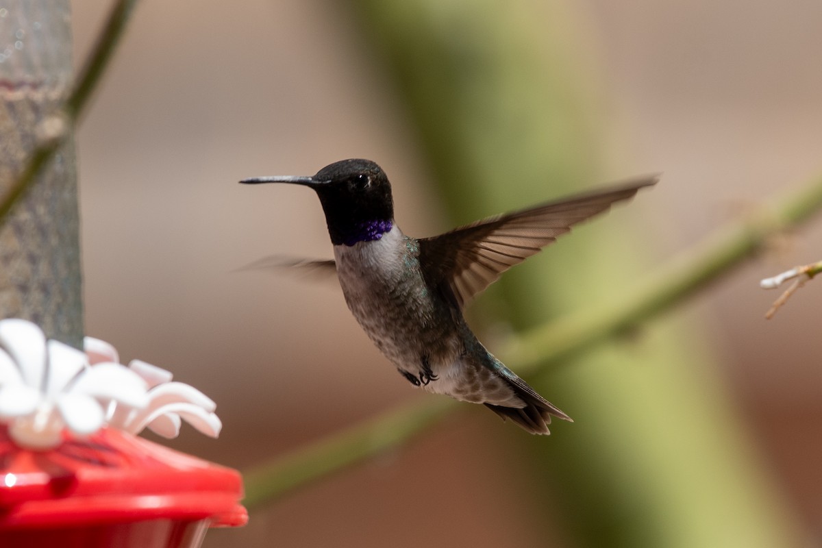 Black-chinned Hummingbird - ML617737121