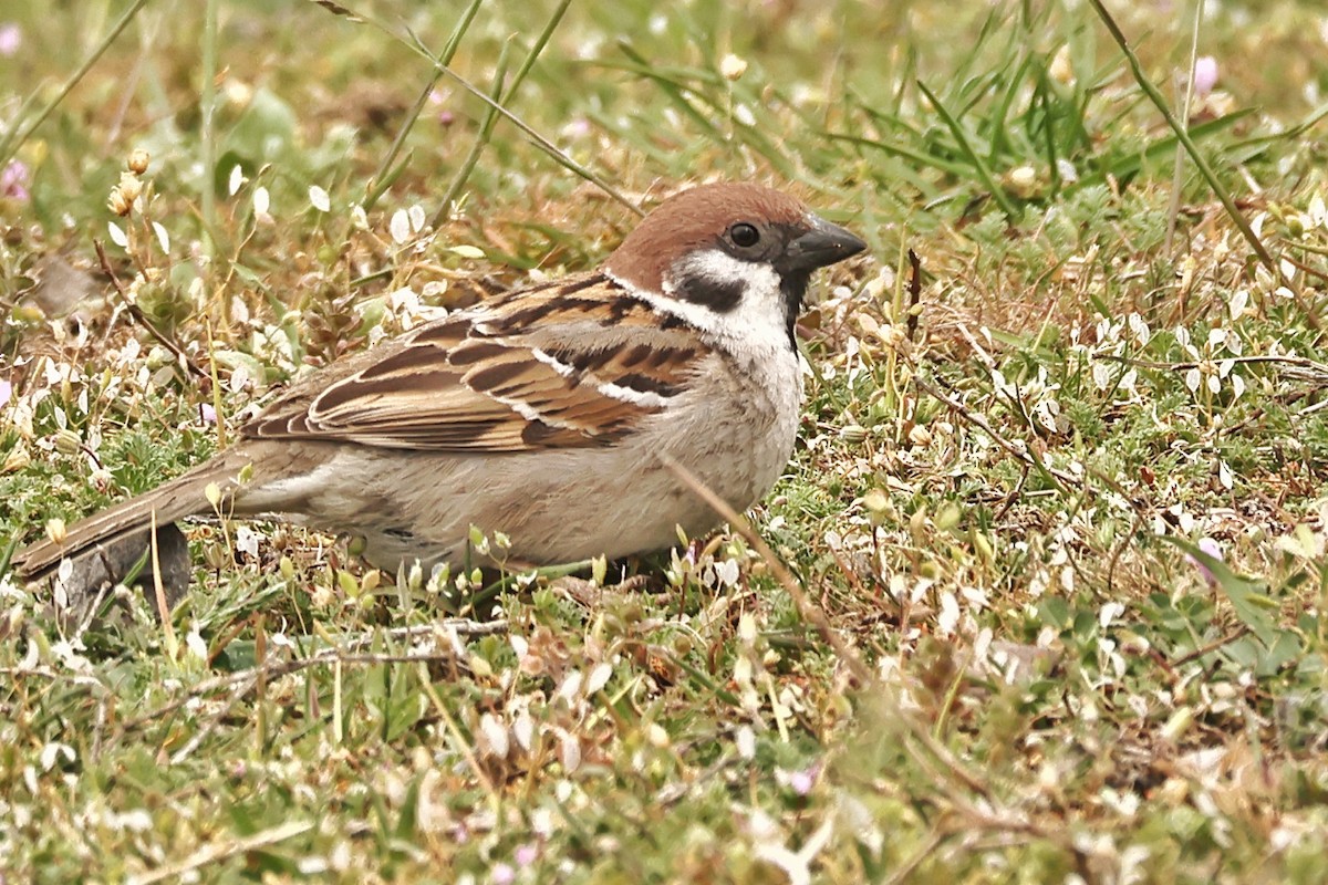 Eurasian Tree Sparrow - ML617737179