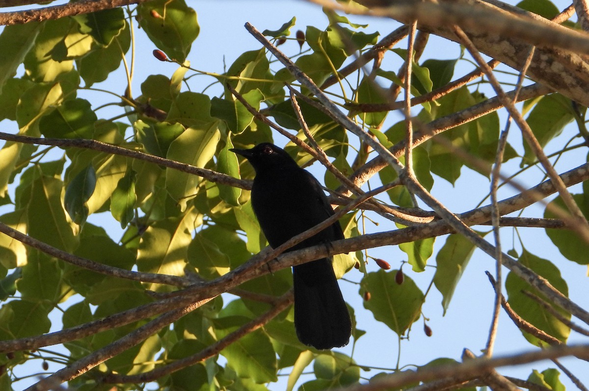 Black Catbird - ML617737190