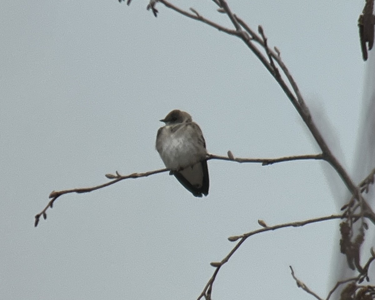 Northern Rough-winged Swallow - ML617737266