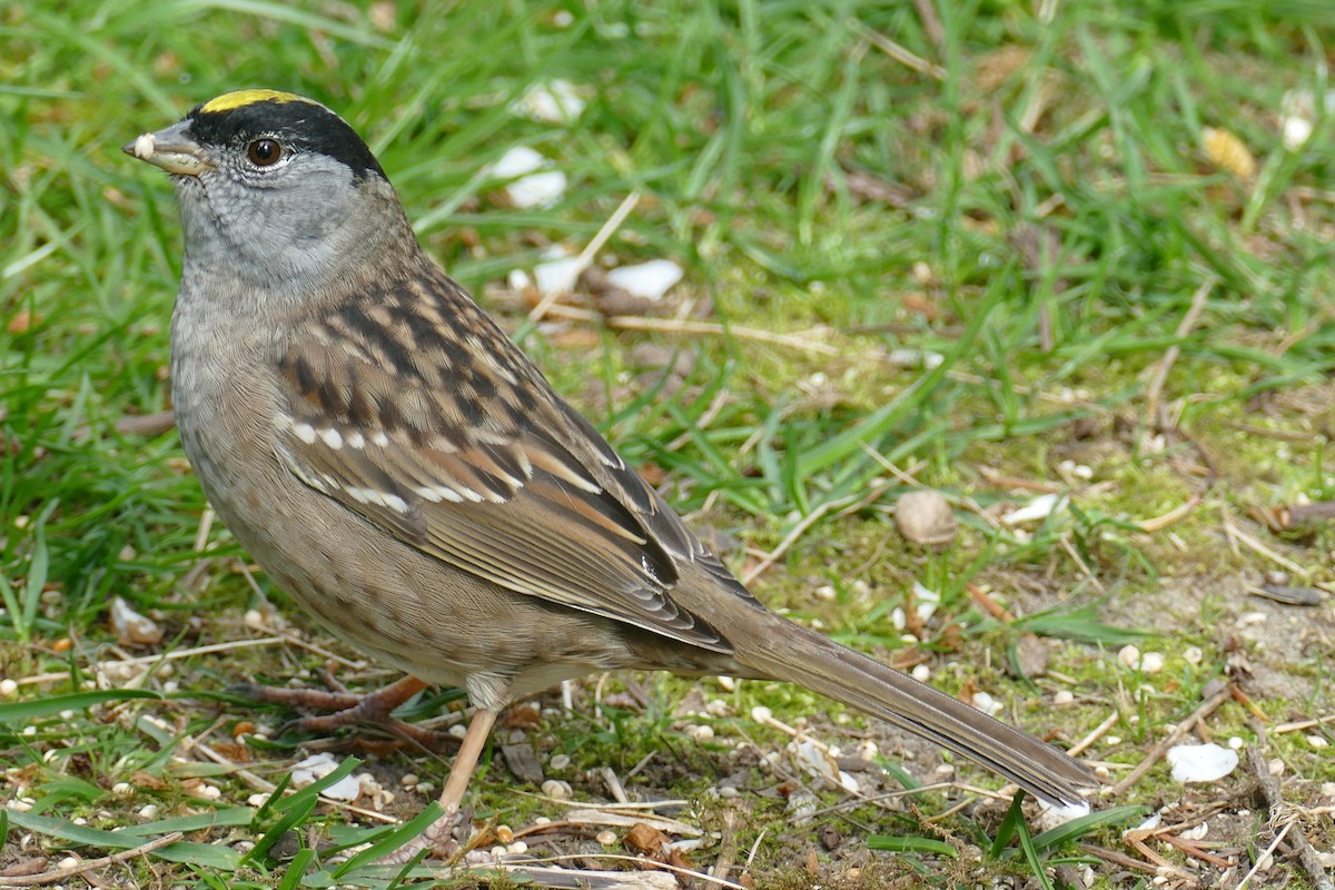 Golden-crowned Sparrow - ML617737267