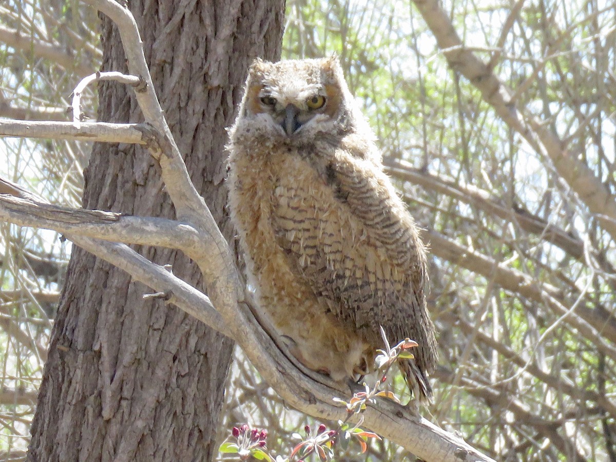 Great Horned Owl - ML617737268