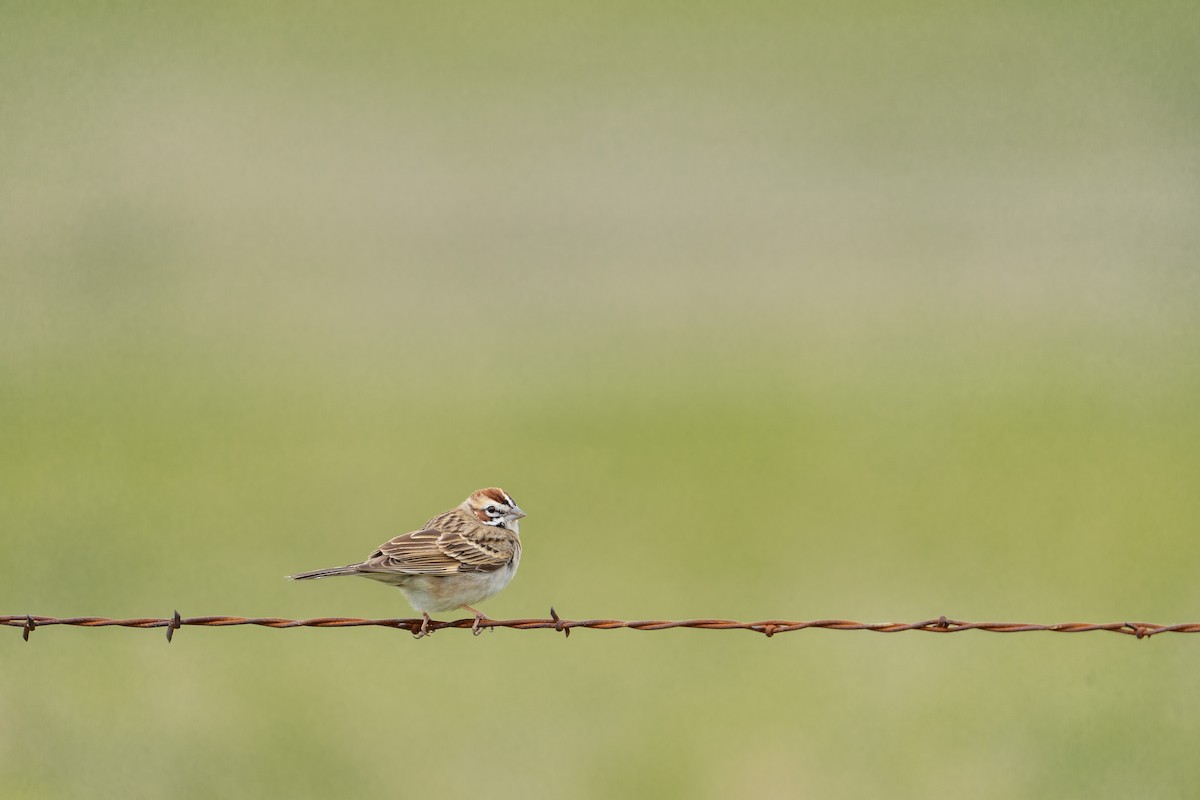 Lark Sparrow - Kendall Van Zanten