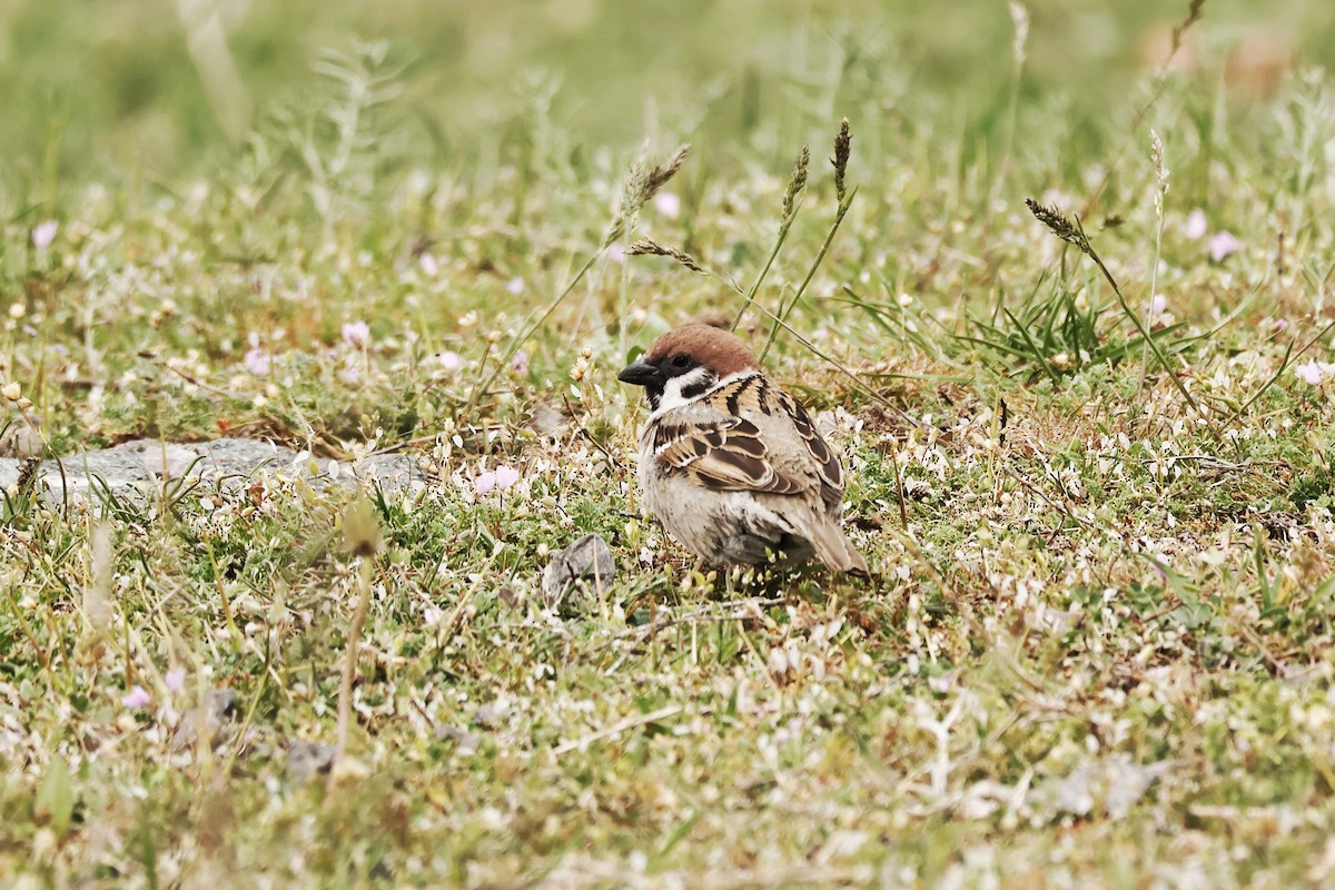 Eurasian Tree Sparrow - ML617737300