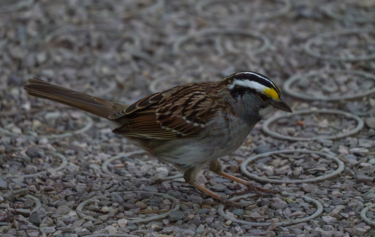 White-throated Sparrow - Anthea Gotto