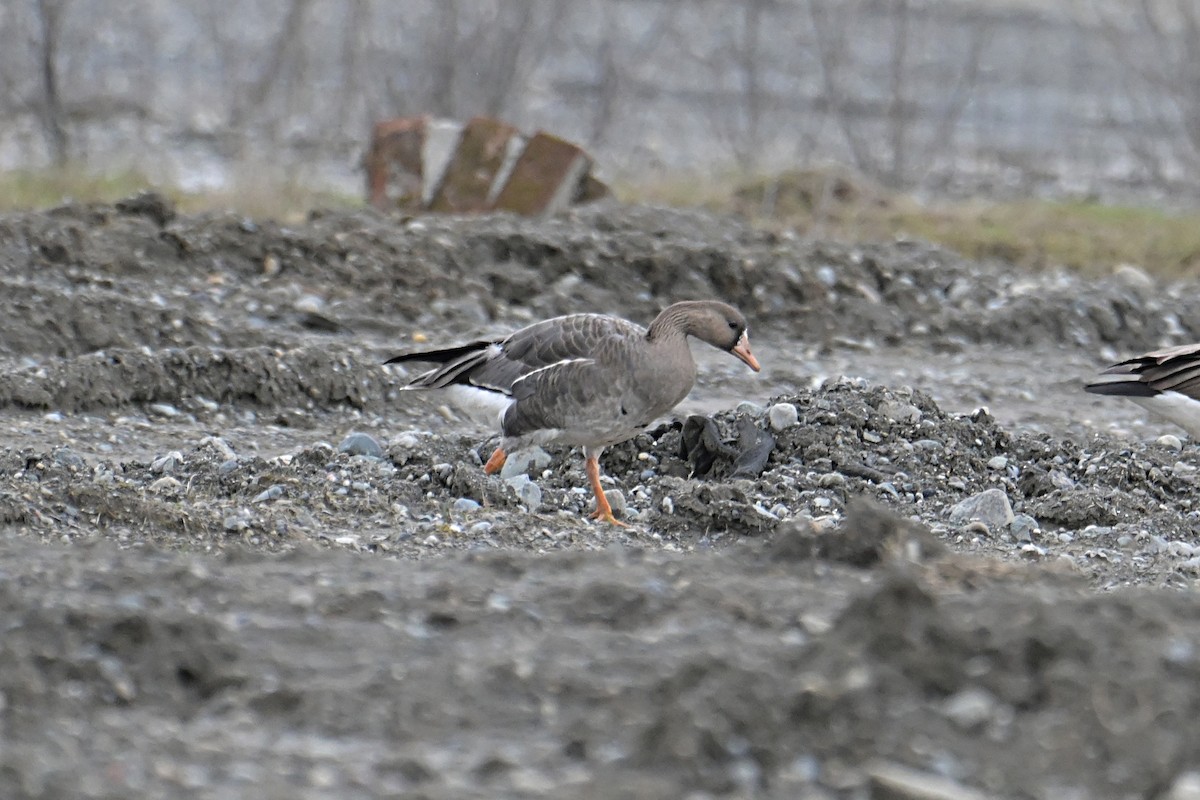 Greater White-fronted Goose - ML617737415