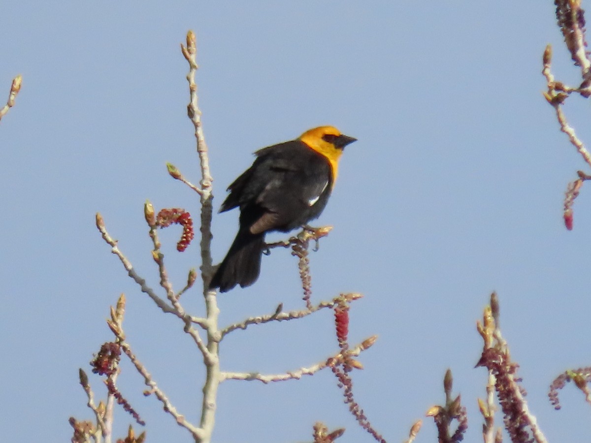 Yellow-headed Blackbird - ML617737512