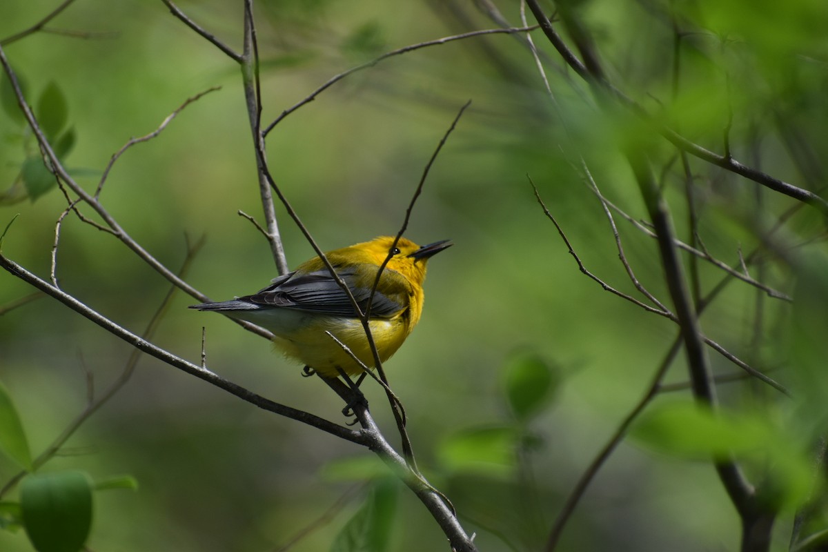 Prothonotary Warbler - Haley Holiman