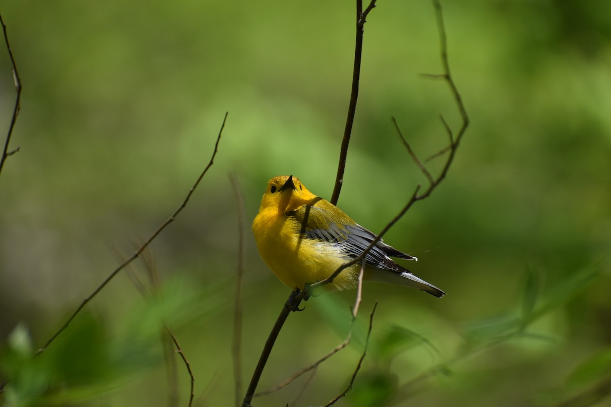 Prothonotary Warbler - Haley Holiman