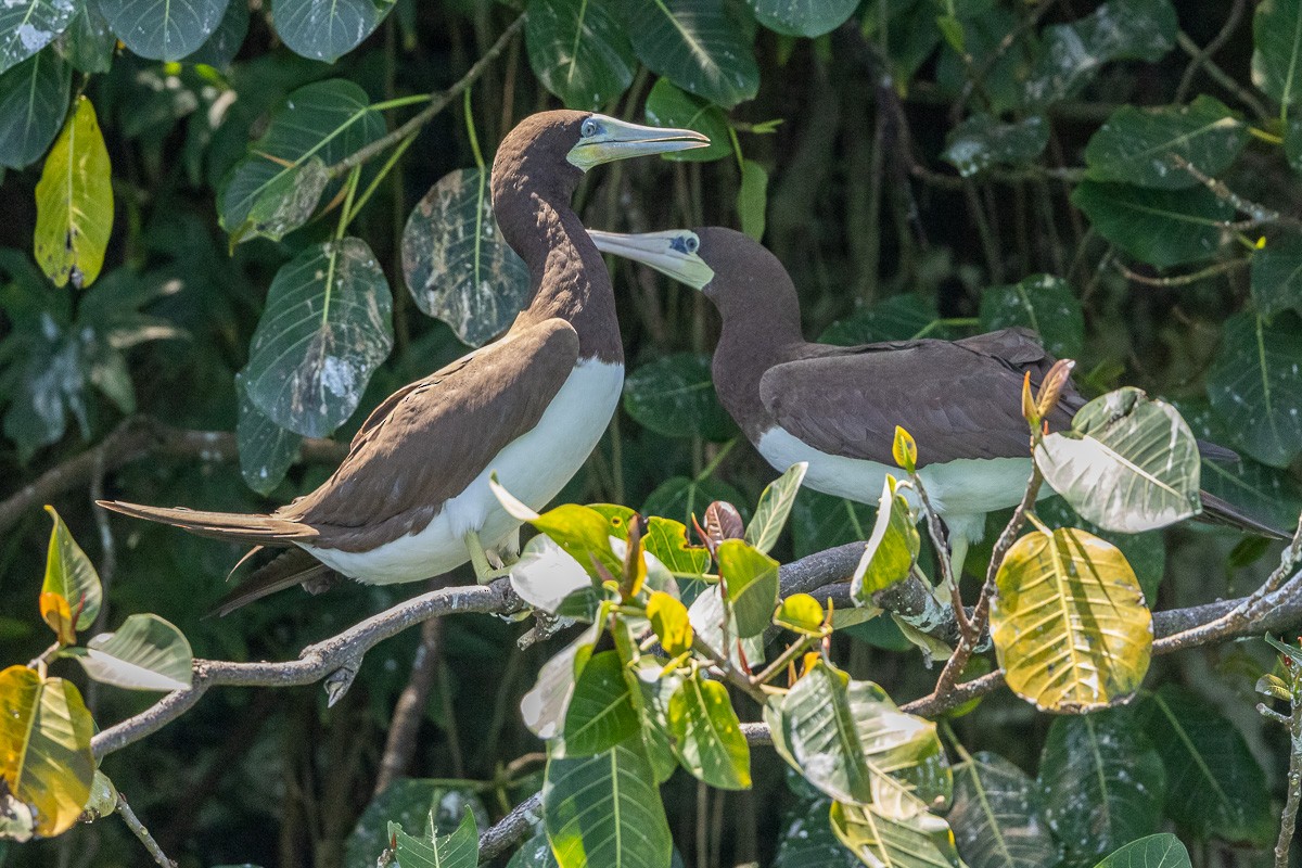 Brown Booby - ML617737532