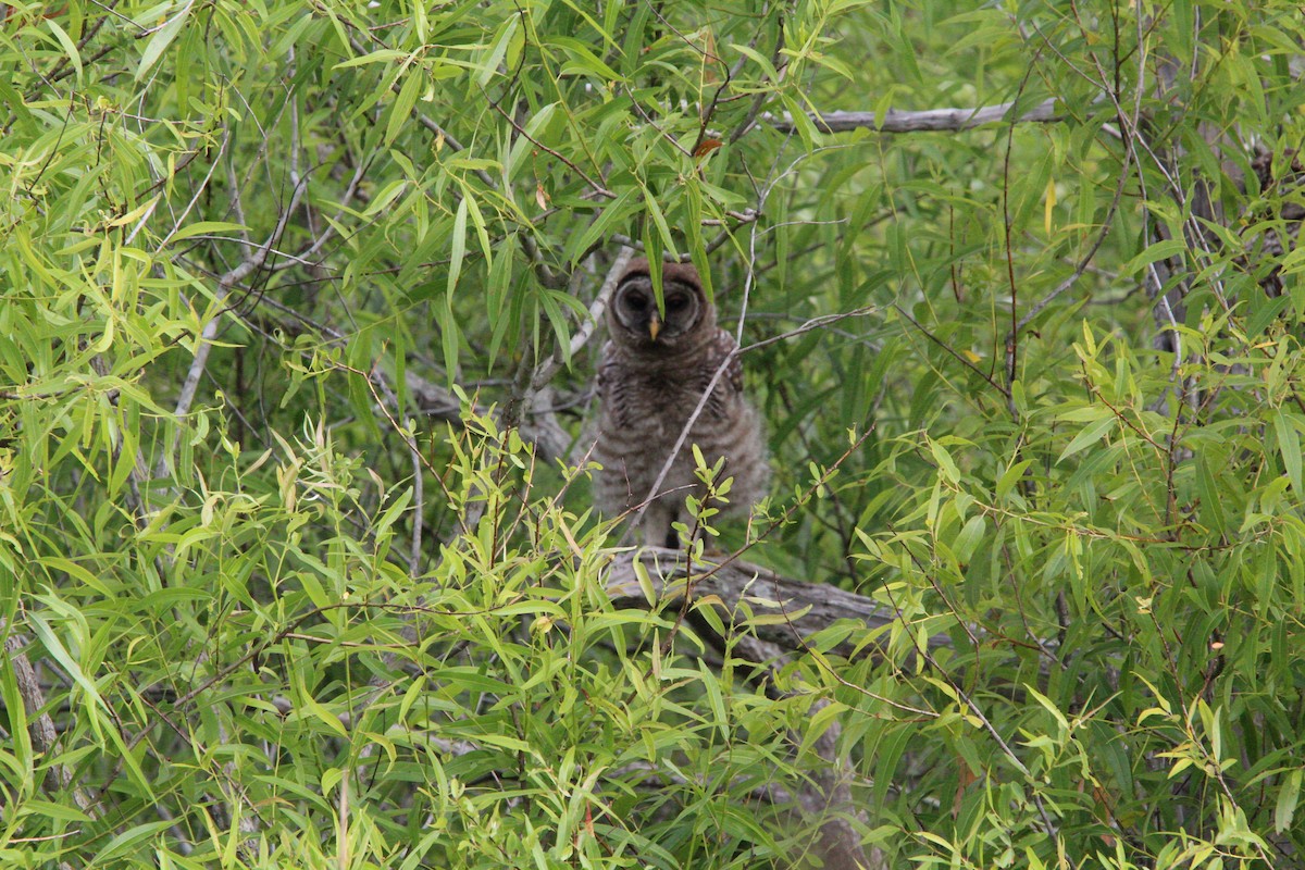 Barred Owl - ML617737595