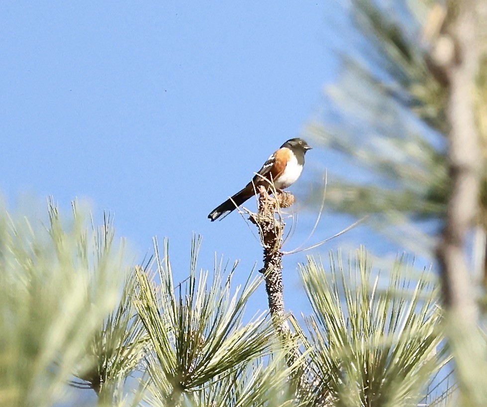 Spotted Towhee - ML617737610