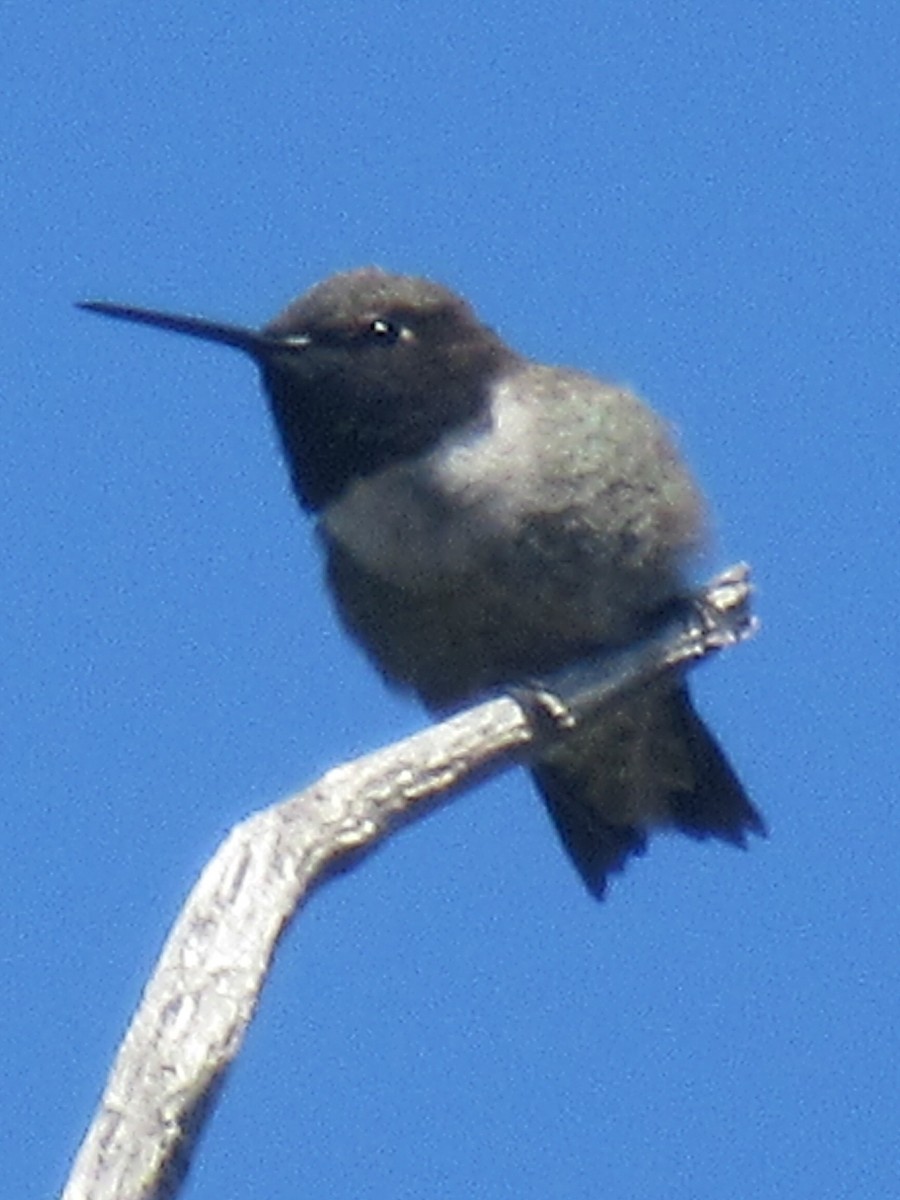 Broad-tailed Hummingbird - Wendy Sykora