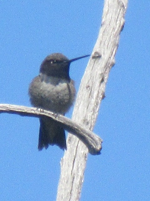 Broad-tailed Hummingbird - Wendy Sykora