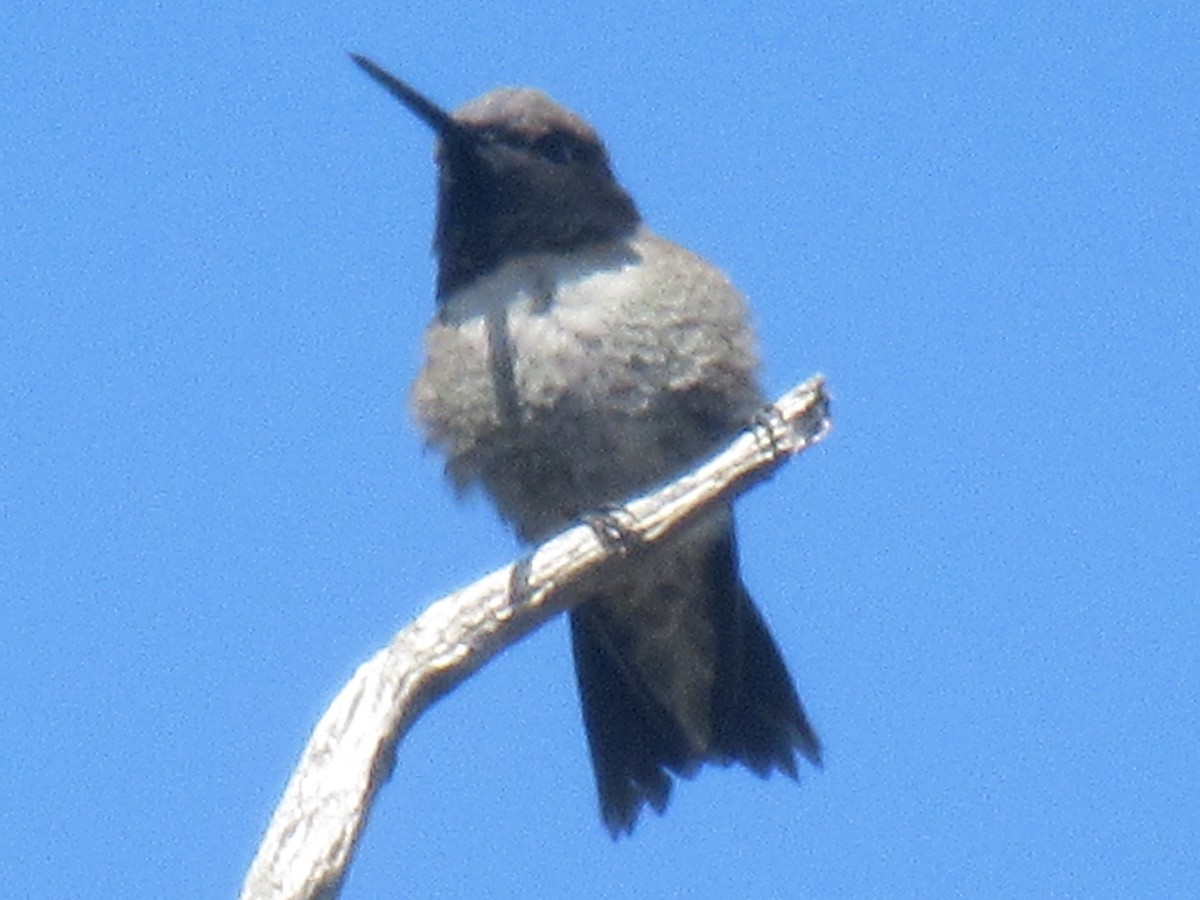 Broad-tailed Hummingbird - ML617737629