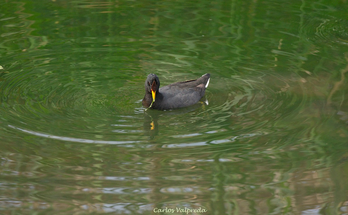 Red-fronted Coot - ML617737755
