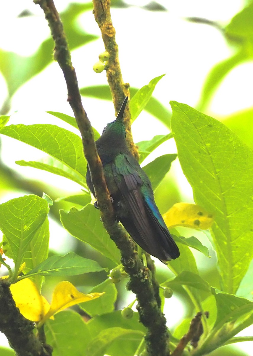 Green-throated Carib - Rosario Douglas