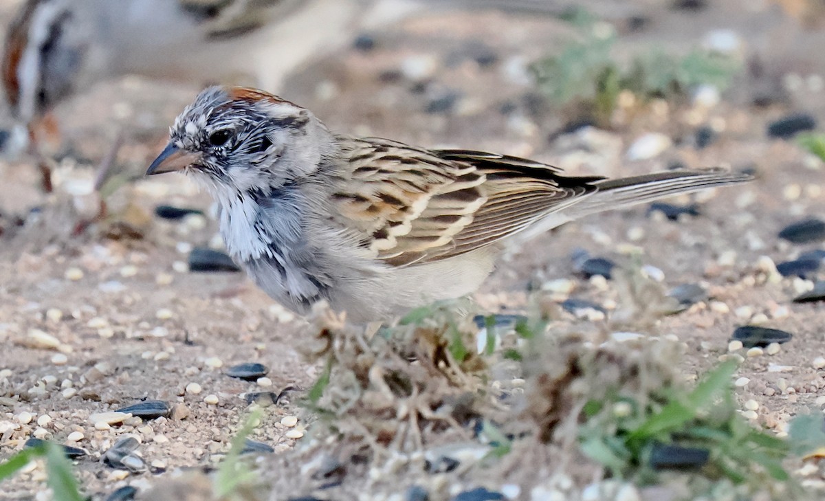 Passerellidae sp. (sparrow sp.) - ML617737808