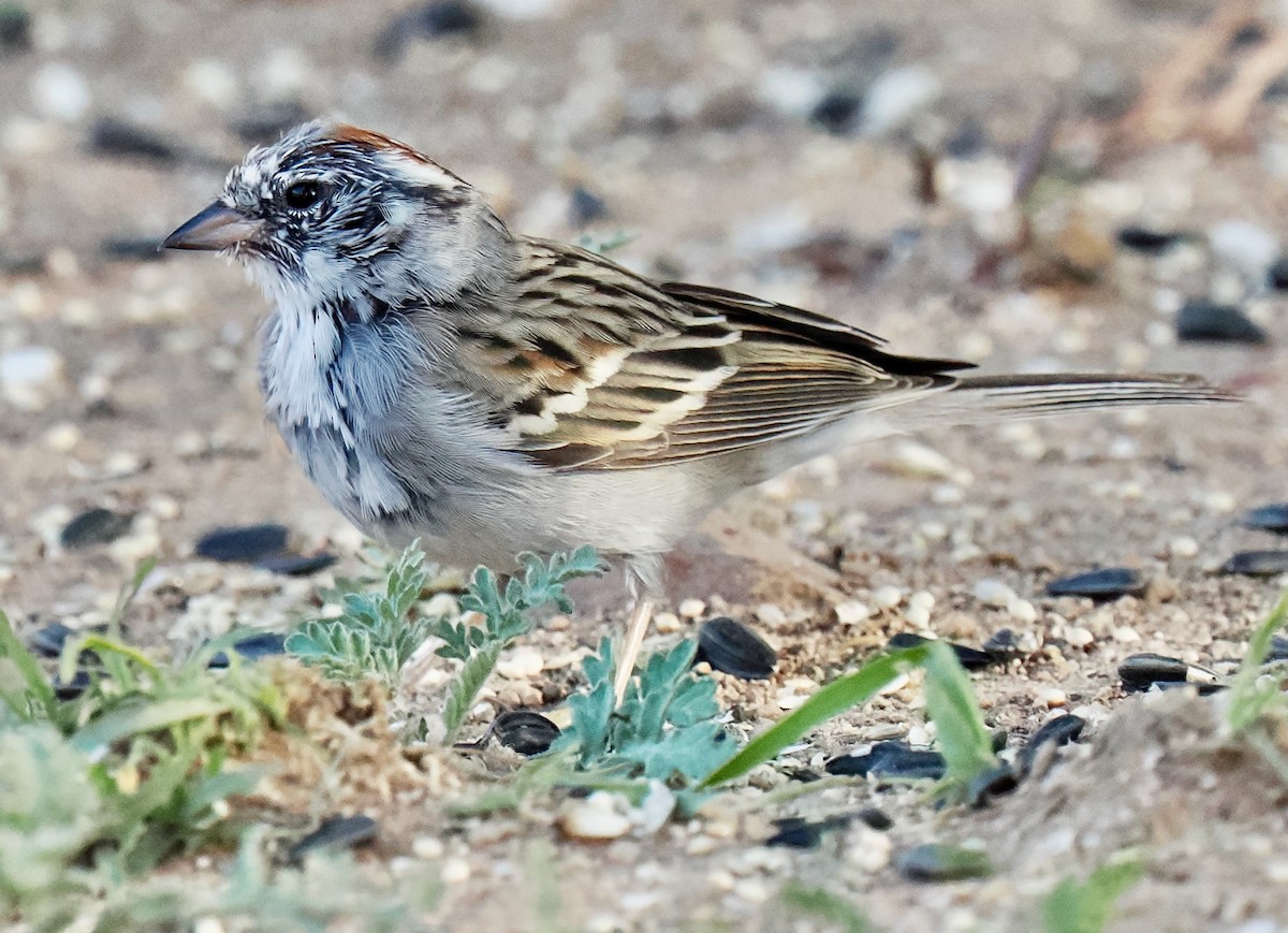 Passerellidae sp. (sparrow sp.) - ML617737809