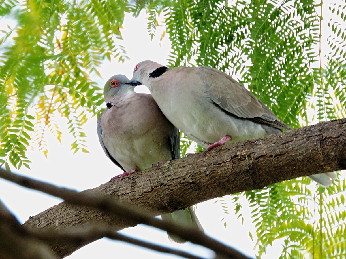 Mourning Collared-Dove - ML617737812