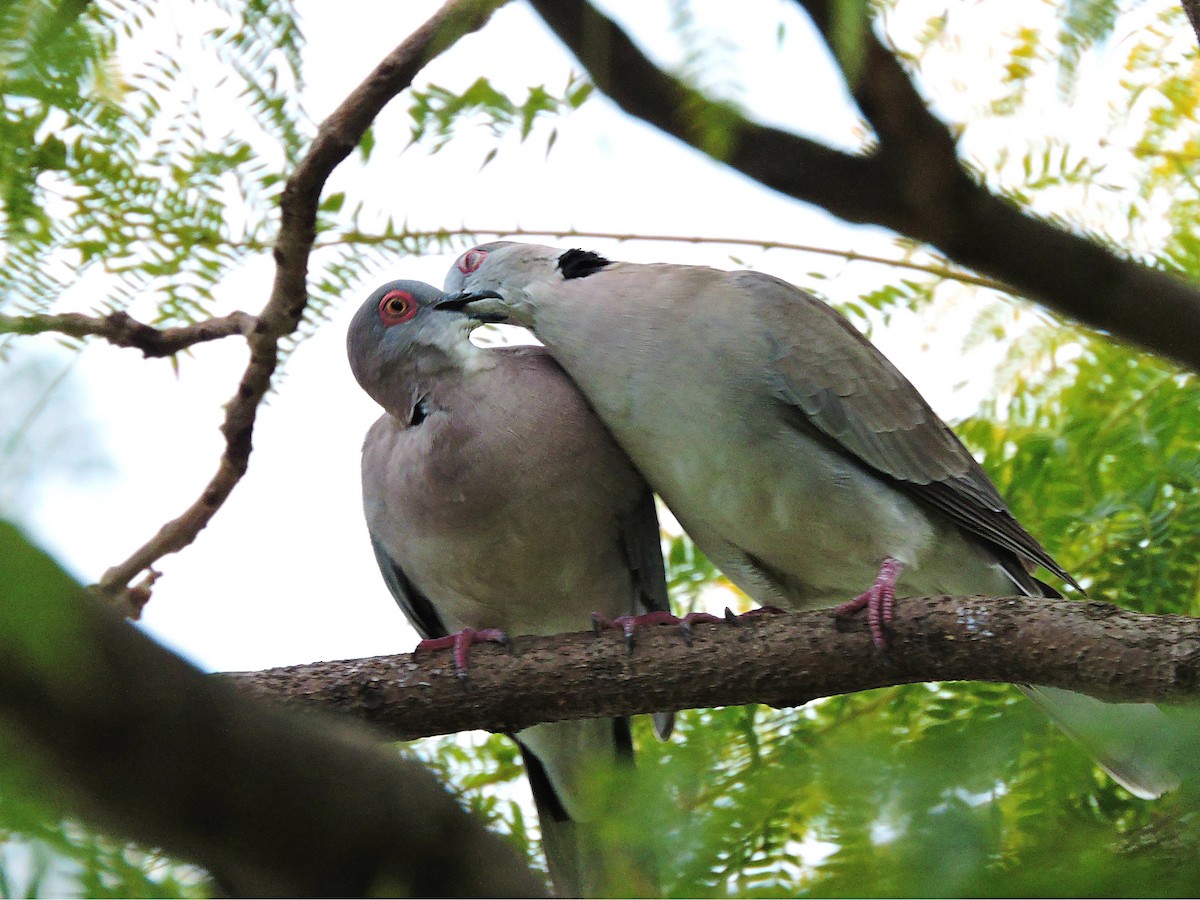 Mourning Collared-Dove - ML617737813