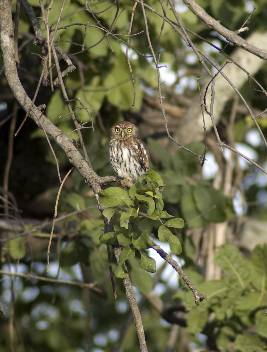 African Barred Owlet - ML617737829