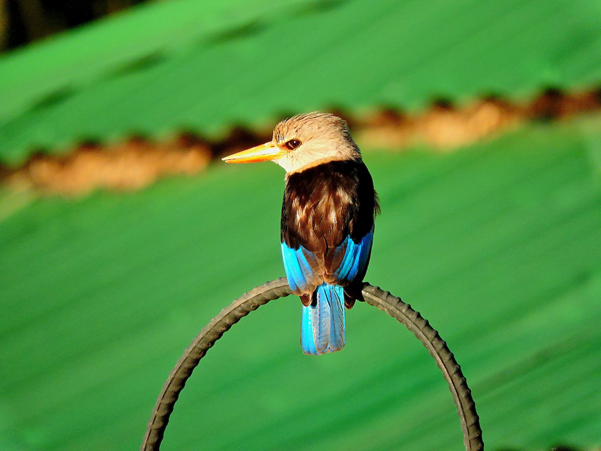 Gray-headed Kingfisher - Andrew Cauldwell