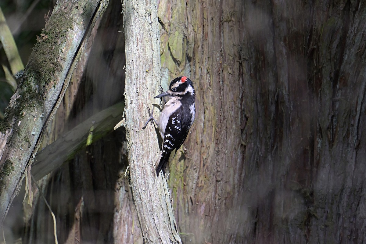 Hairy Woodpecker - Mike Charest