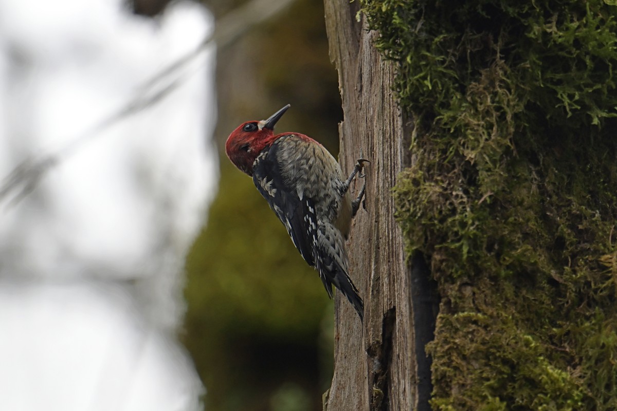 Red-breasted Sapsucker - ML617737927