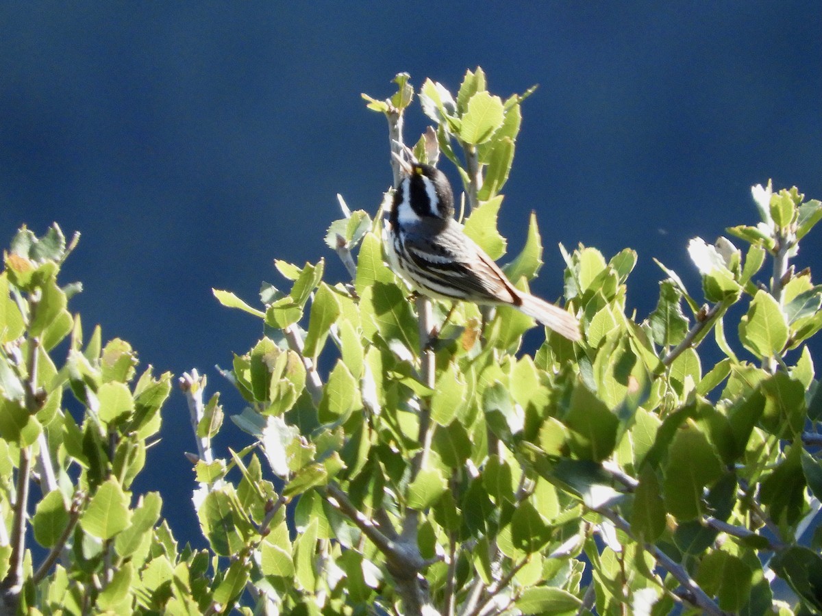 Black-throated Gray Warbler - ML617737930