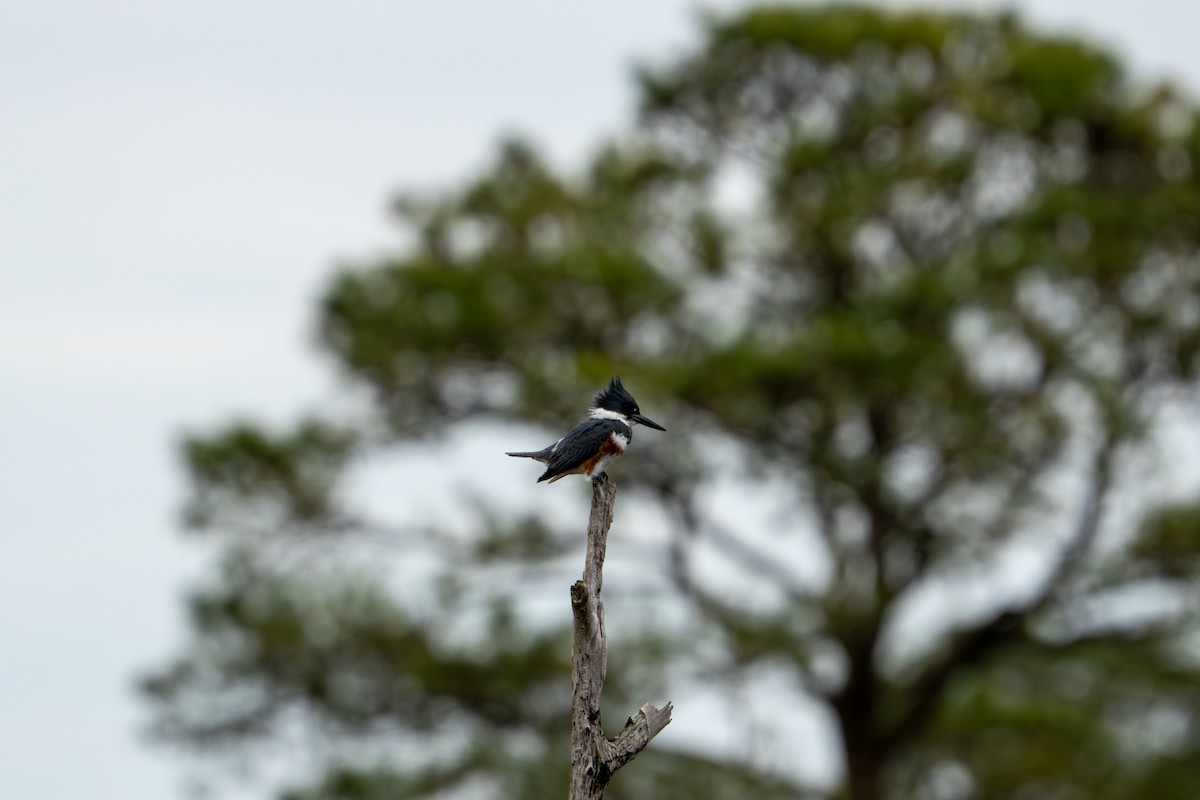 Belted Kingfisher - ML617737968