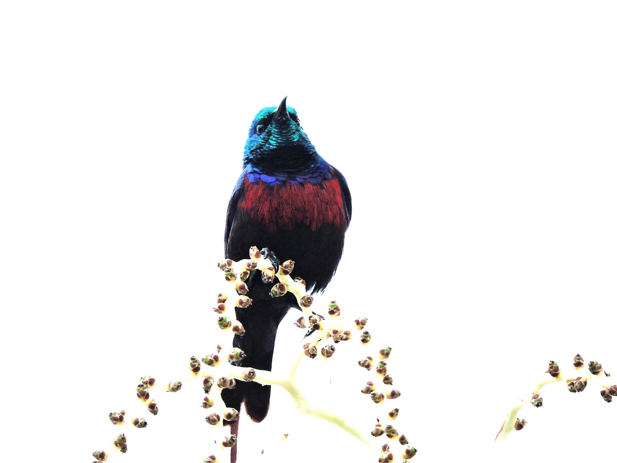 Red-chested Sunbird - ML617737992