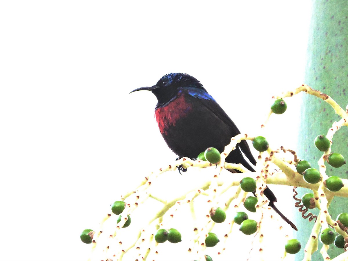 Red-chested Sunbird - ML617737993