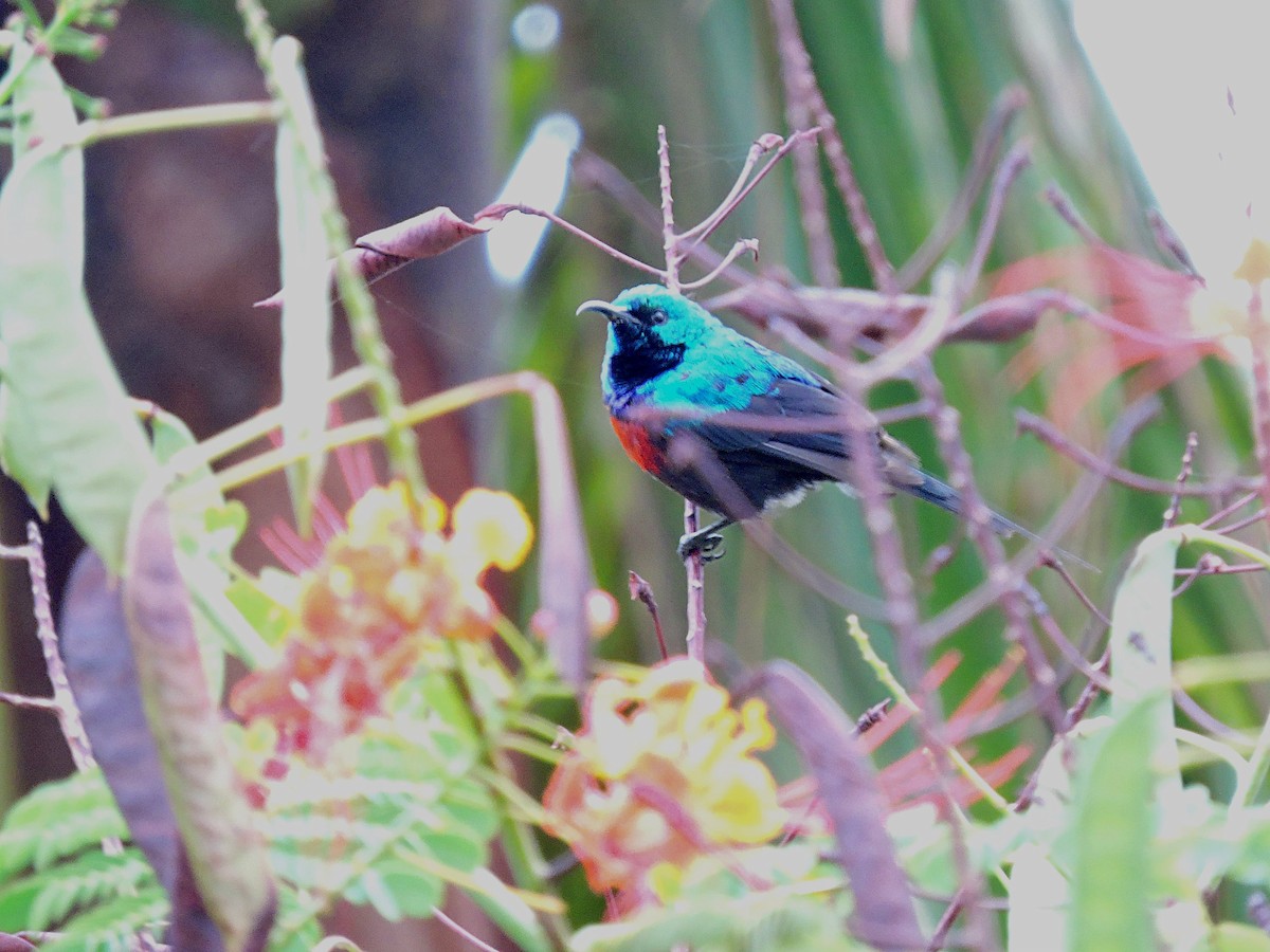 Red-chested Sunbird - ML617737994