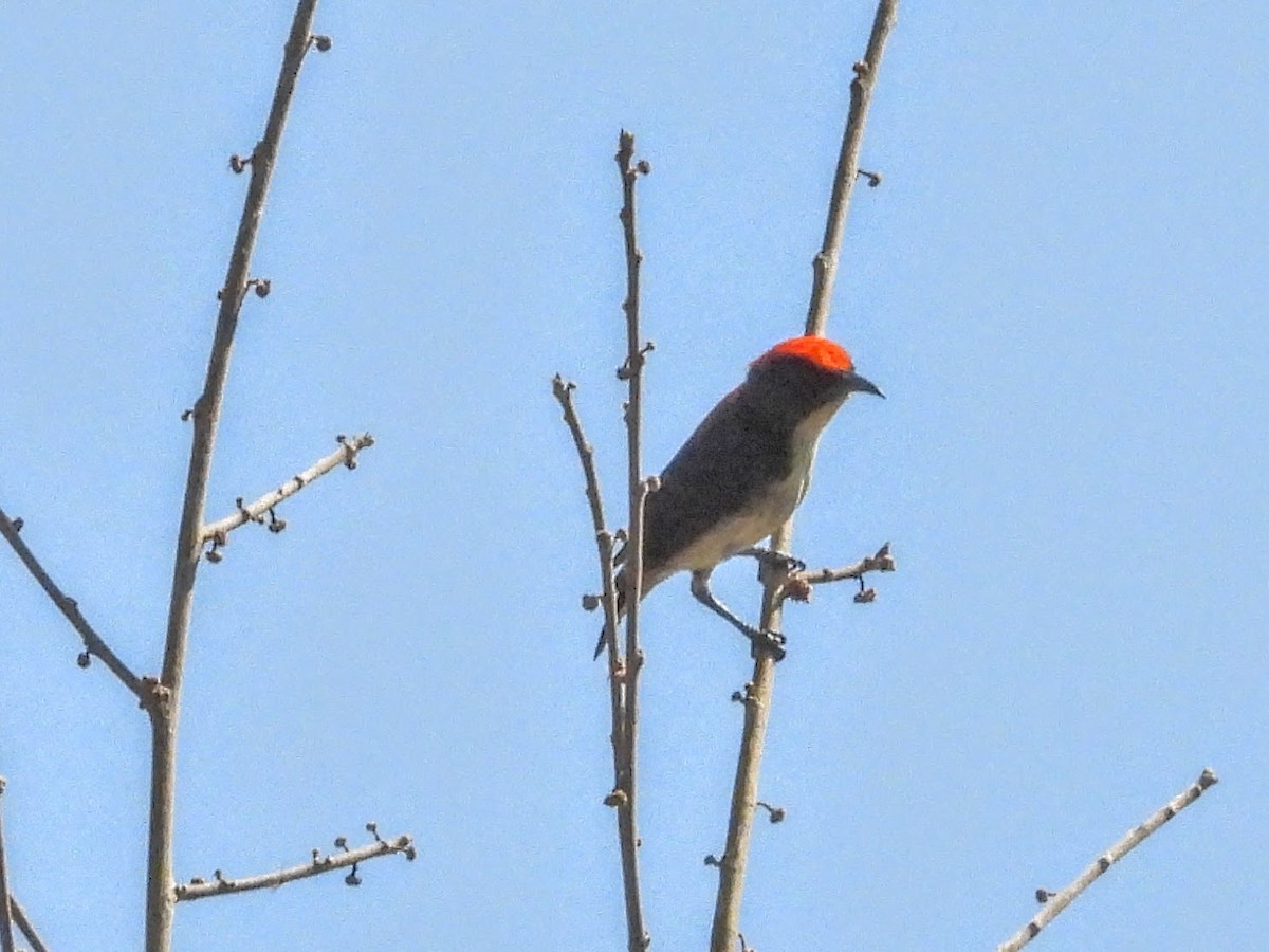 Scarlet-backed Flowerpecker - ML617737998