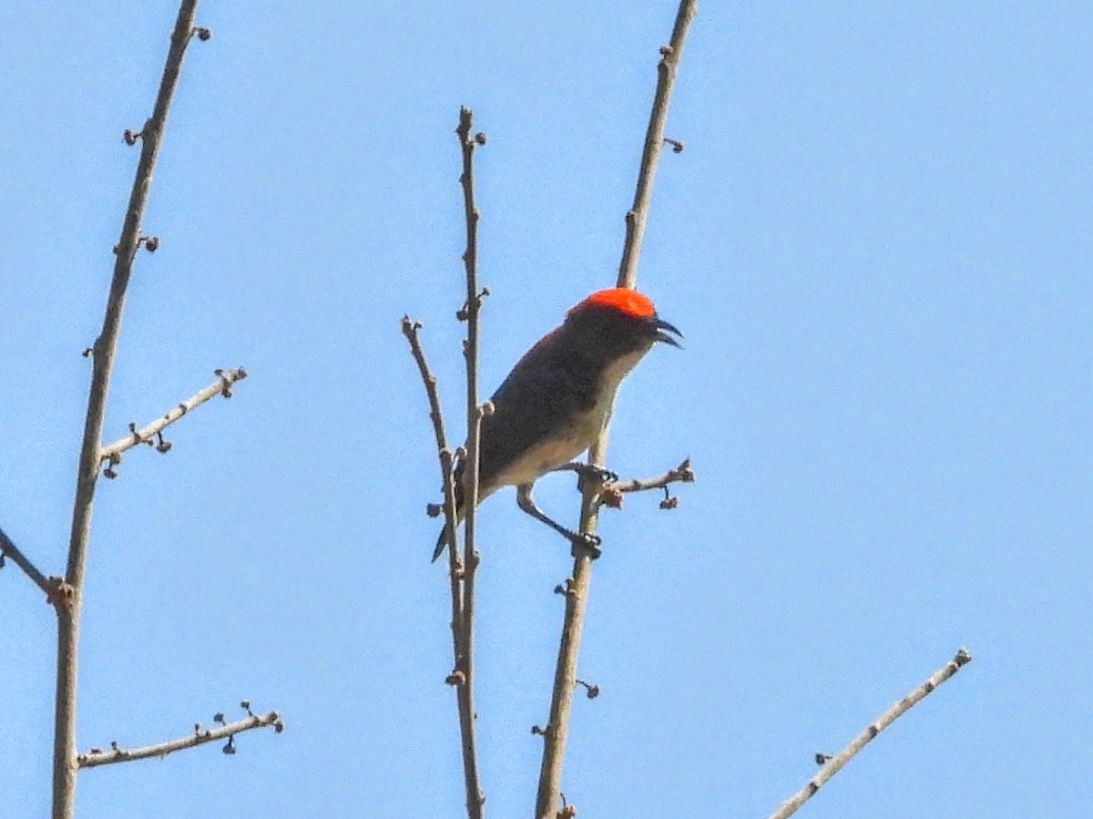 Scarlet-backed Flowerpecker - ML617737999