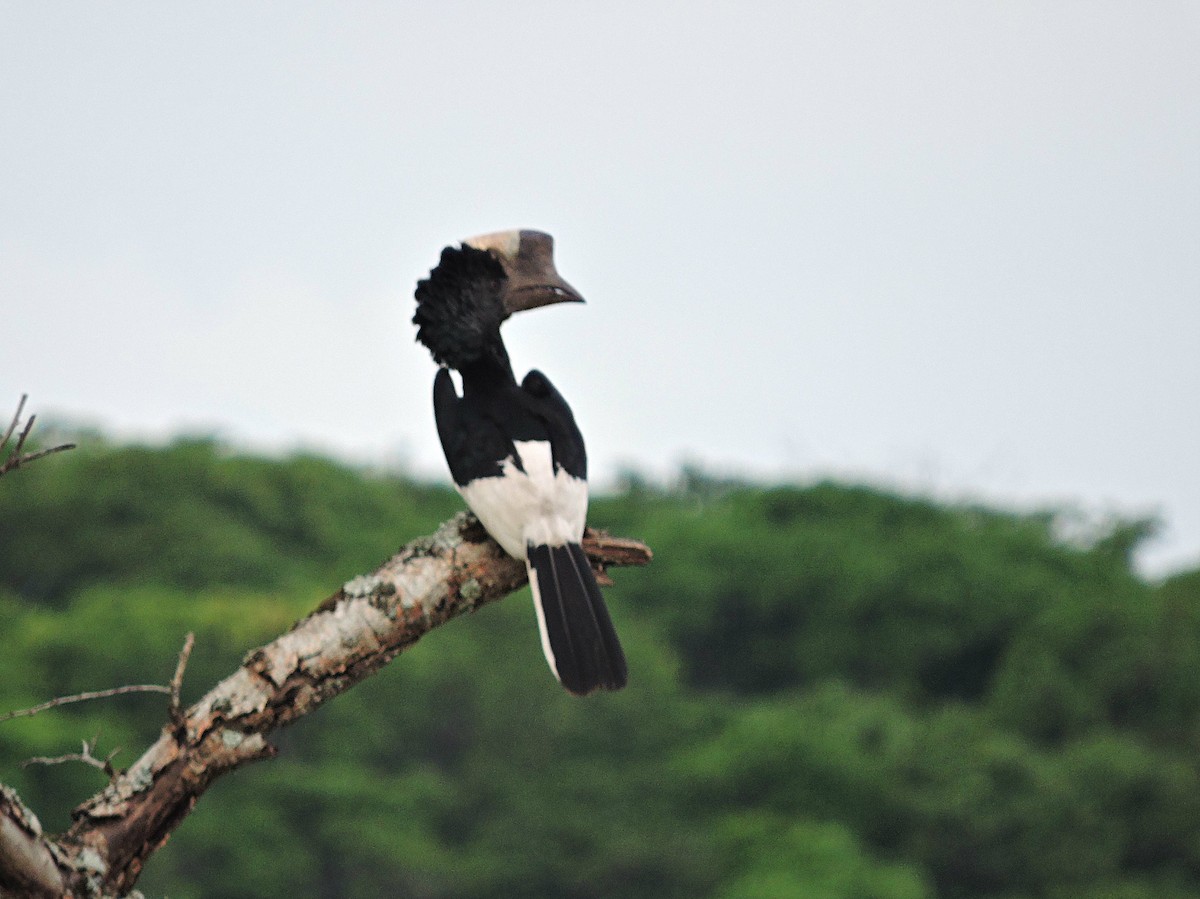 Black-and-white-casqued Hornbill - Andrew Cauldwell