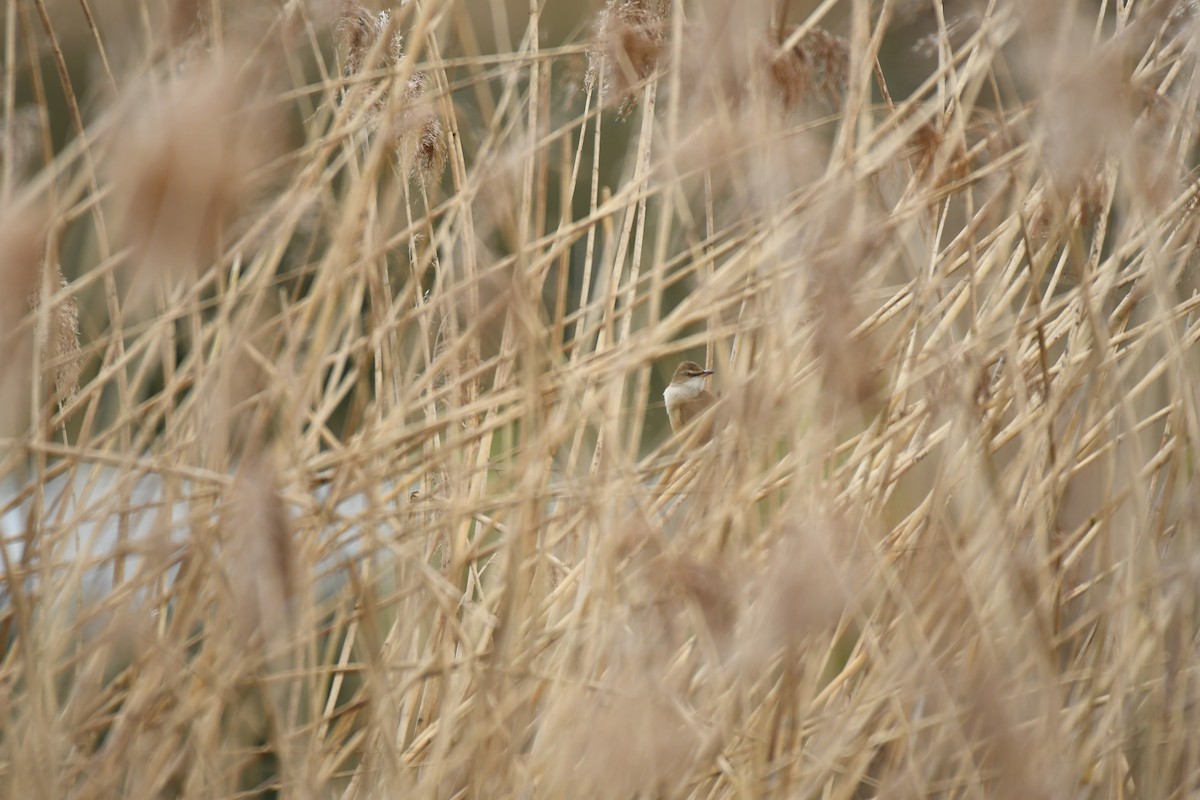 Great Reed Warbler - ML617738124