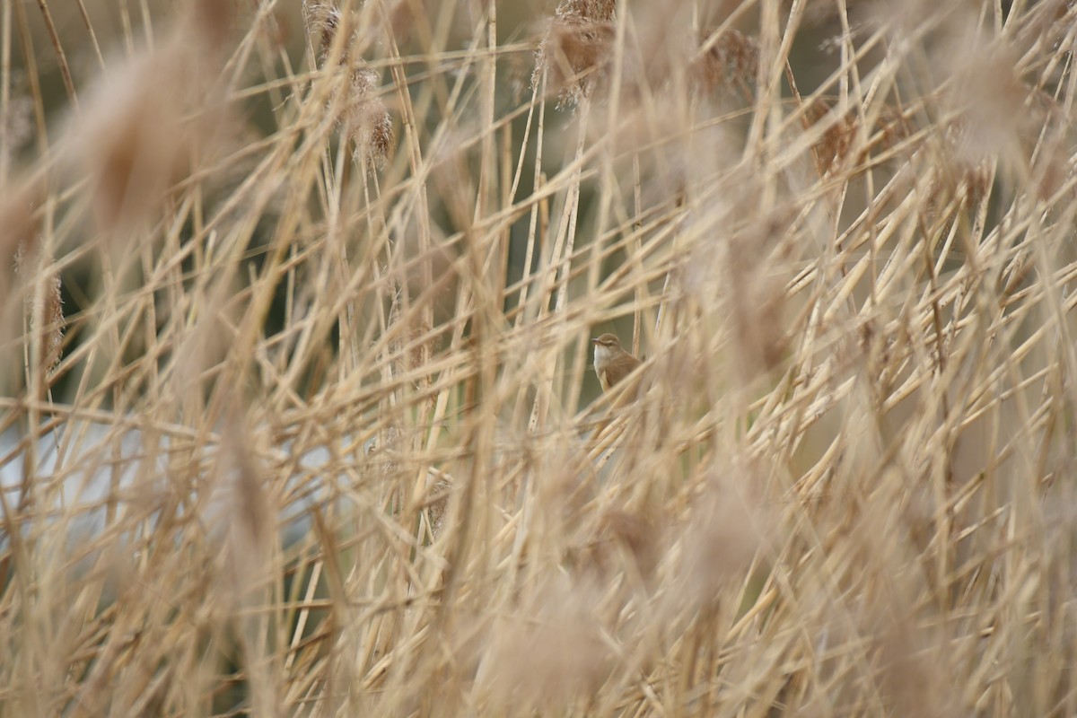 Great Reed Warbler - ML617738125