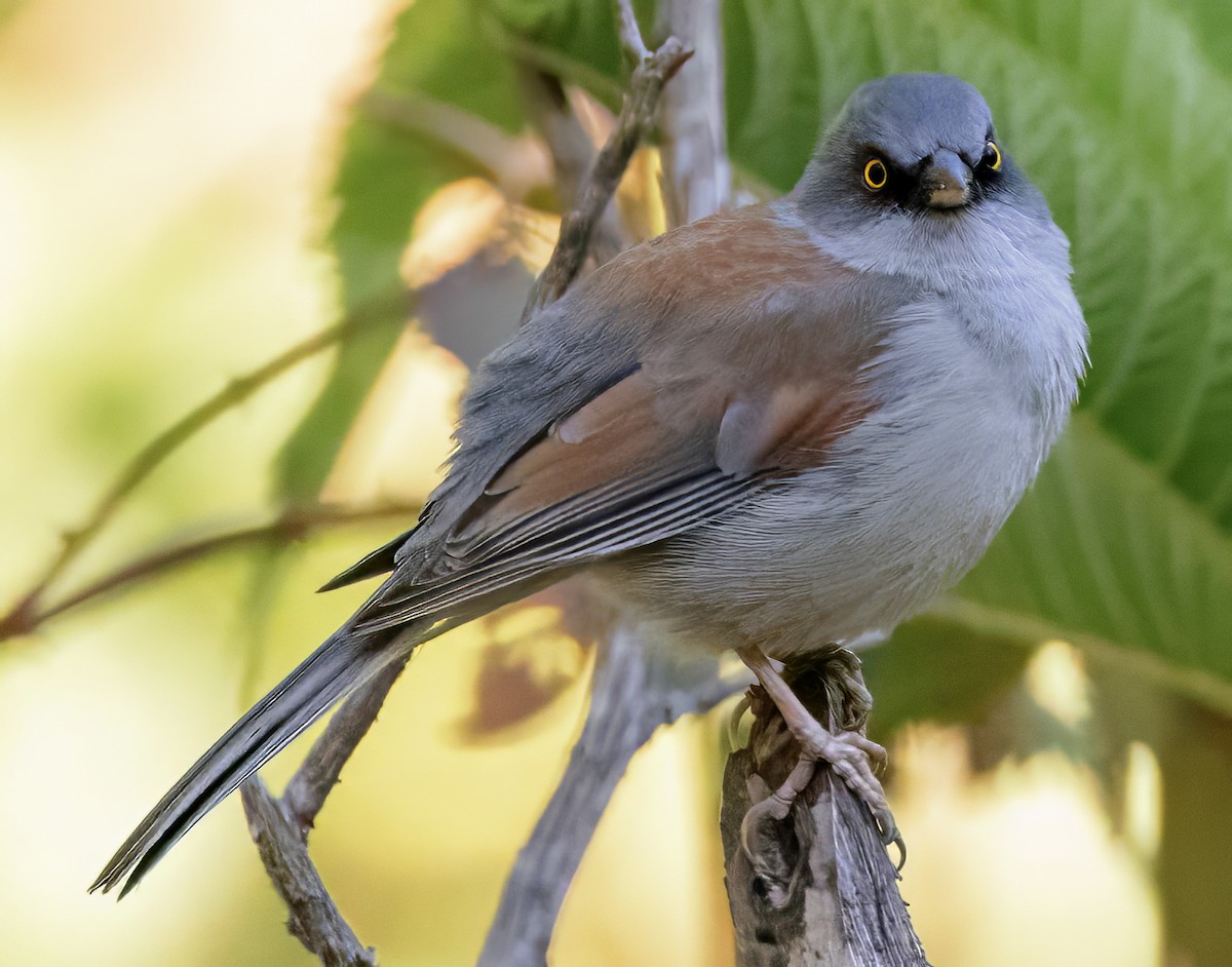 Yellow-eyed Junco (Mexican) - ML617738129