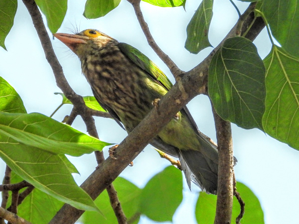 Lineated Barbet - ML617738181